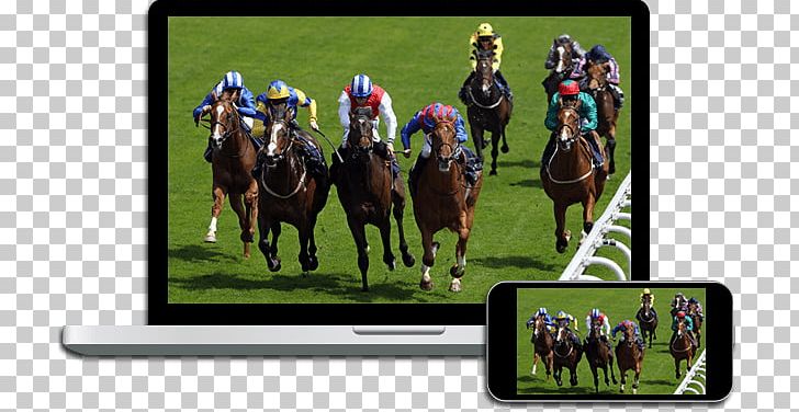 Horse Racing Punchestown Racecourse Sports Betting PNG, Clipart, Animals, Animal Sports, Direct, Equestrian, Equestrianism Free PNG Download