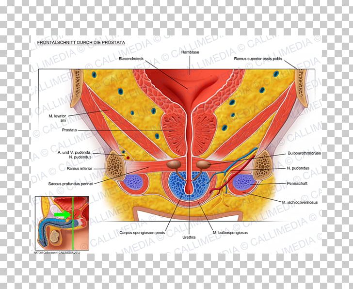 Prostate Urinary Bladder Pelvis Genitourinary System Anatomy PNG, Clipart, Abdomen, Anatomy, Benign Prostatic Hyperplasia, Coronal Plane, Excretory System Free PNG Download