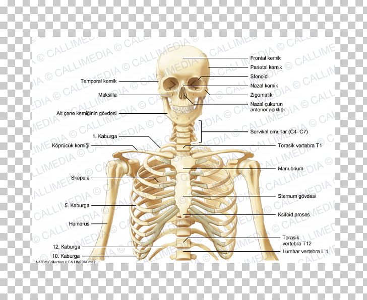 Skeleton Bone Human Anatomy Neck PNG, Clipart, Anatomy, Anterior Triangle Of The Neck, Arm, Bone, Cervical Vertebrae Free PNG Download