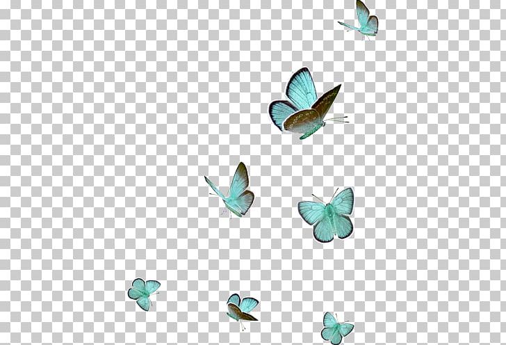 Turquoise PNG, Clipart, Anita, Aqua, Art, Butterfly, Insect Free PNG Download