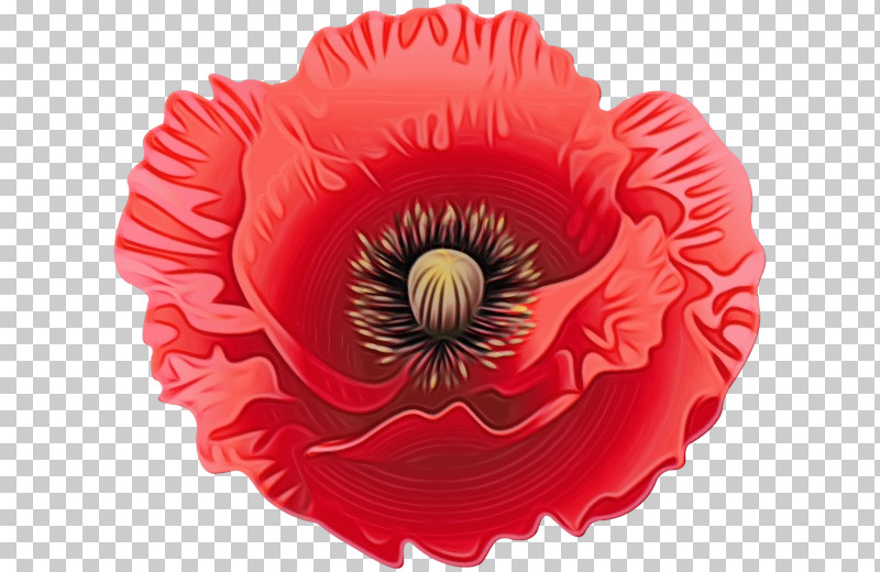 Red Flower Petal Oriental Poppy Poppy Family PNG, Clipart, Baking Cup, Coquelicot, Corn Poppy, Flower, Oriental Poppy Free PNG Download