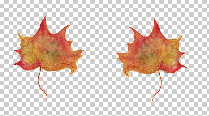 In Un Qualsiasi Mattino Di Settembre Maple Leaf Wisdom Suffering PNG, Clipart, Amyotrophic Lateral Sclerosis, Ebook, Emotion, Leaf, Maple Free PNG Download