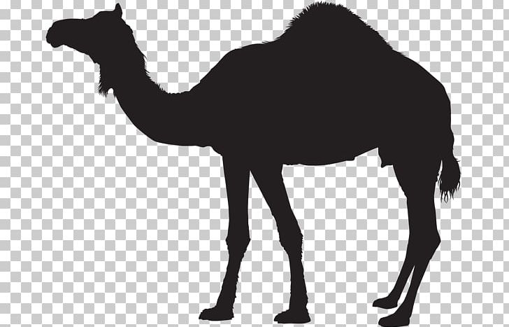 Dromedary Bactrian Camel PNG, Clipart, Animals, Arabian Camel, Bactrian Camel, Black And White, Camel Free PNG Download