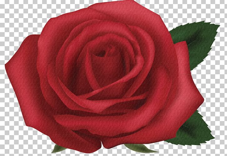Garden Roses Red Beach Rose PNG, Clipart, Beach Rose, Blue, Desktop Wallpaper, Floribunda, Flower Free PNG Download