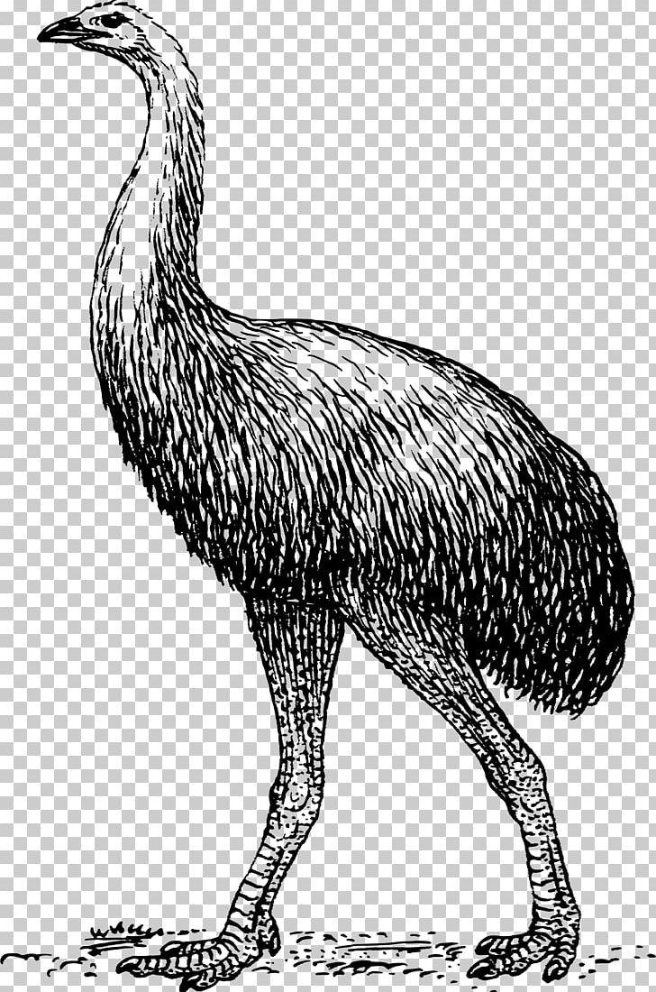 Moa Bird PNG, Clipart, Animals, Beak, Bird, Black And White, Chicken Free PNG Download