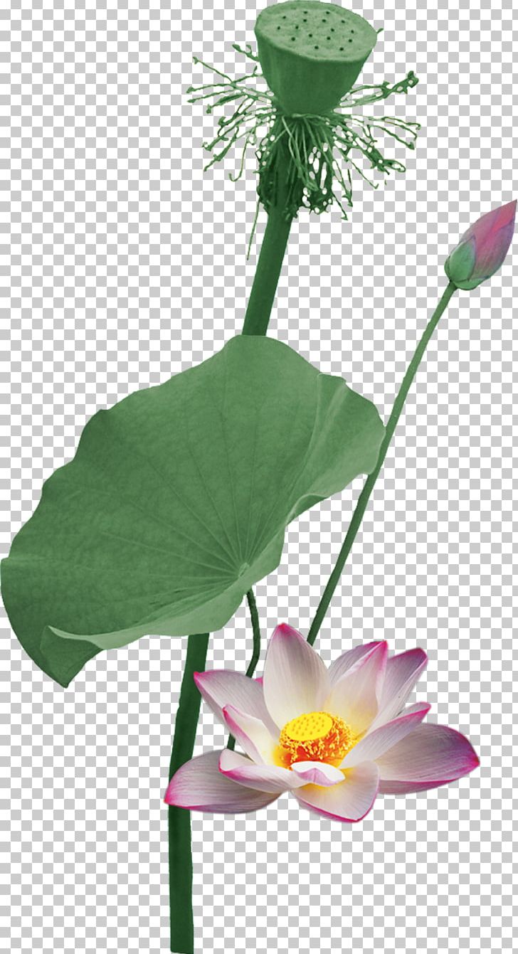 Nelumbo Nucifera Flowers And Guns Lotus Root PNG, Clipart, Aquatic Plant, Cut Flowers, Decor, Flower, Flower Arranging Free PNG Download