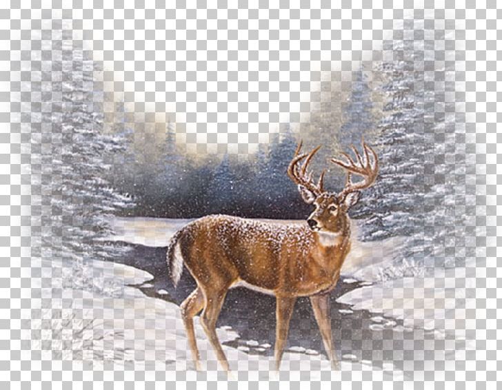 Reindeer Red Deer Winter Snow PNG, Clipart, Alamy, Animal, Animals, Antler, Blacktailed Deer Free PNG Download