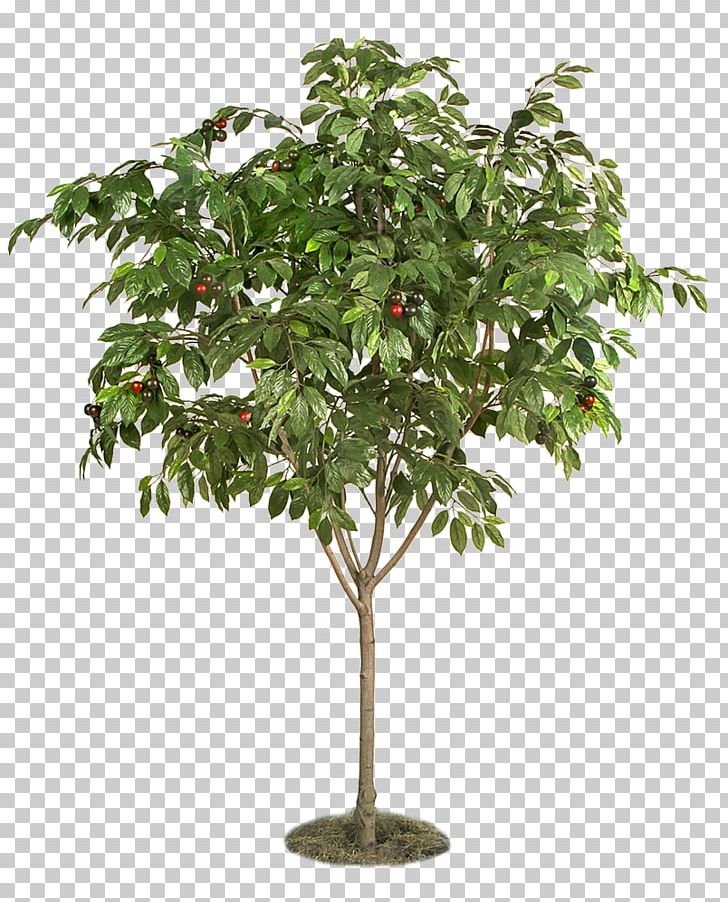 Tree Weeping Fig Plants Architecture Maple PNG, Clipart, Architecture, Artificial Flower, Bark, Blueberry, Branch Free PNG Download