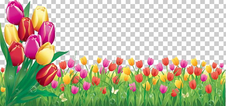 Tulip Flower Bouquet Daytime PNG, Clipart, Bud, Business, Cut Flowers, Daytime, Floristry Free PNG Download