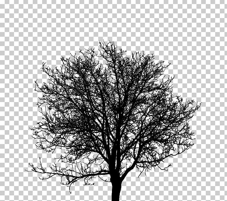 Landscaping Landscape Architecture Logo Garden PNG, Clipart, Arbre, Architecture, Art, Black And White, Branch Free PNG Download