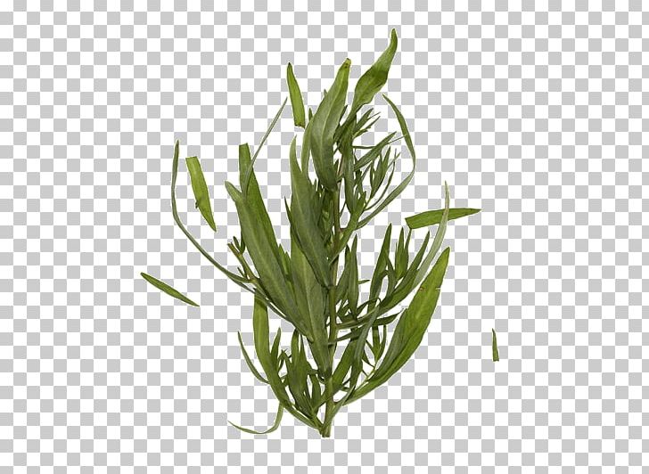 Tarragon Grasses Herbalism Plant Stem Leaf PNG, Clipart, Commodity, Family, Grass, Grasses, Grass Family Free PNG Download