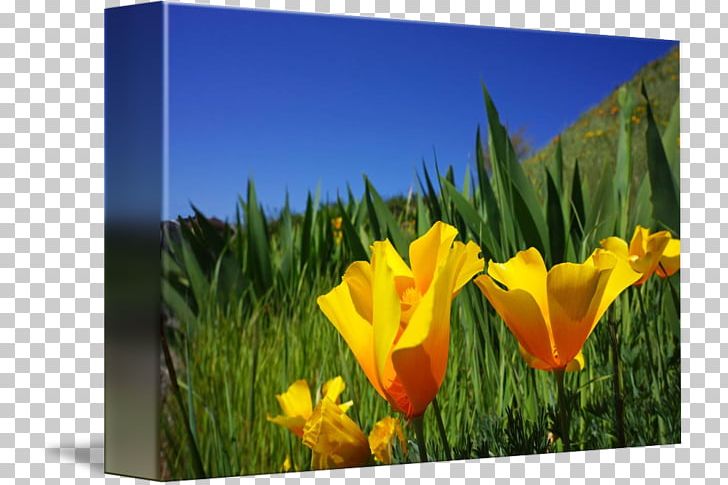 Tulip Meadow Ecoregion Wildflower Desktop PNG, Clipart, Computer, Computer Wallpaper, Desktop Wallpaper, Ecoregion, Ecosystem Free PNG Download