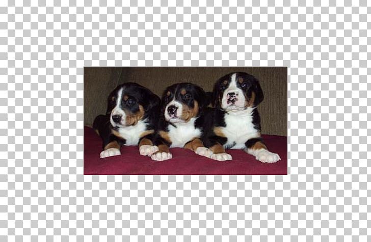 Dog Breed Bernese Mountain Dog Greater Swiss Mountain Dog Entlebucher Mountain Dog Cavalier King Charles Spaniel PNG, Clipart, Animals, Bernese Mountain Dog, Breed, Breed Group Dog, Carnivoran Free PNG Download