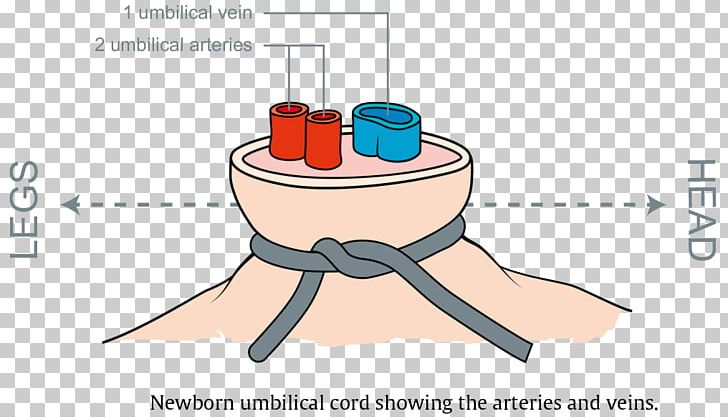 Umbilical Cord Cardiopulmonary Resuscitation Umbilical Vein PNG, Clipart,  Free PNG Download