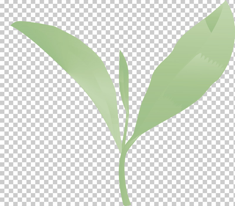 Tea Leaves Leaf Spring PNG, Clipart, Eucalyptus, Flower, Leaf, Lily Of The Valley, Plant Free PNG Download