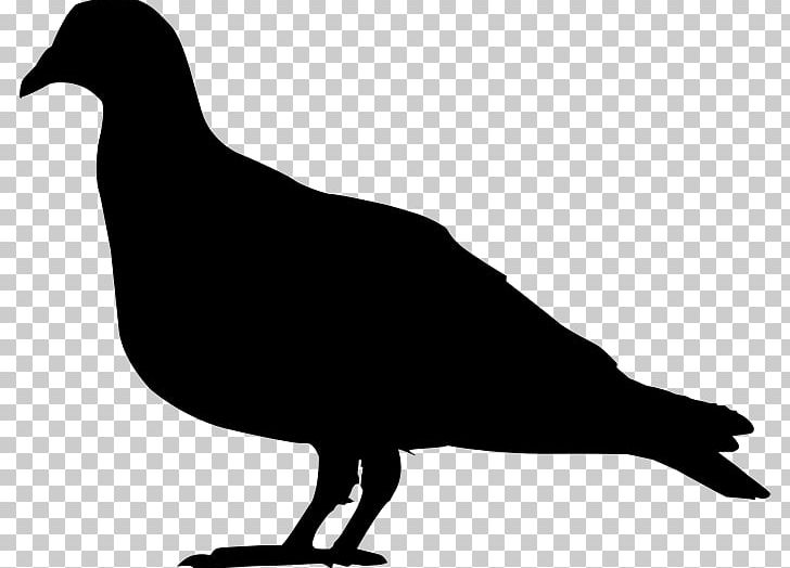 Domestic Pigeon Columbidae Silhouette PNG, Clipart, Animals, Beak, Bird, Black And White, Chestnutbellied Imperial Pigeon Free PNG Download