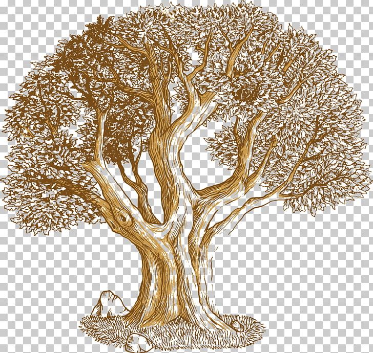 Euclidean Tree Southern Live Oak PNG, Clipart, Branch, Cyclobalanopsis, Decorative Patterns, Drawing, Euclidean Vector Free PNG Download