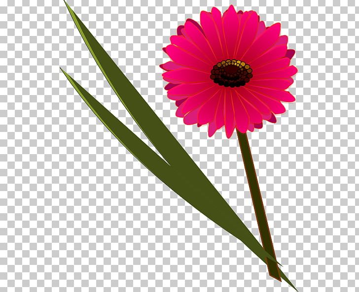 Flower Floral Design Transvaal Daisy Petal PNG, Clipart, Common Daisy, Computer Icons, Coneflower, Cut Flowers, Daisy Free PNG Download