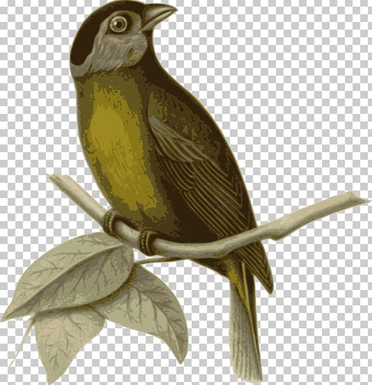 Bird In The Tree Passerine PNG, Clipart, Animals, Beak, Bird, Bird In The Tree, Birds Free PNG Download