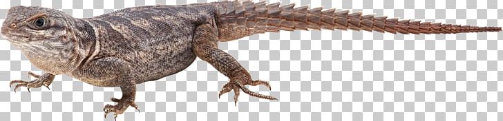 Lizard Reptile Chameleons PNG, Clipart, Animal Figure, Animals, Beak, Chameleons, Desktop Wallpaper Free PNG Download