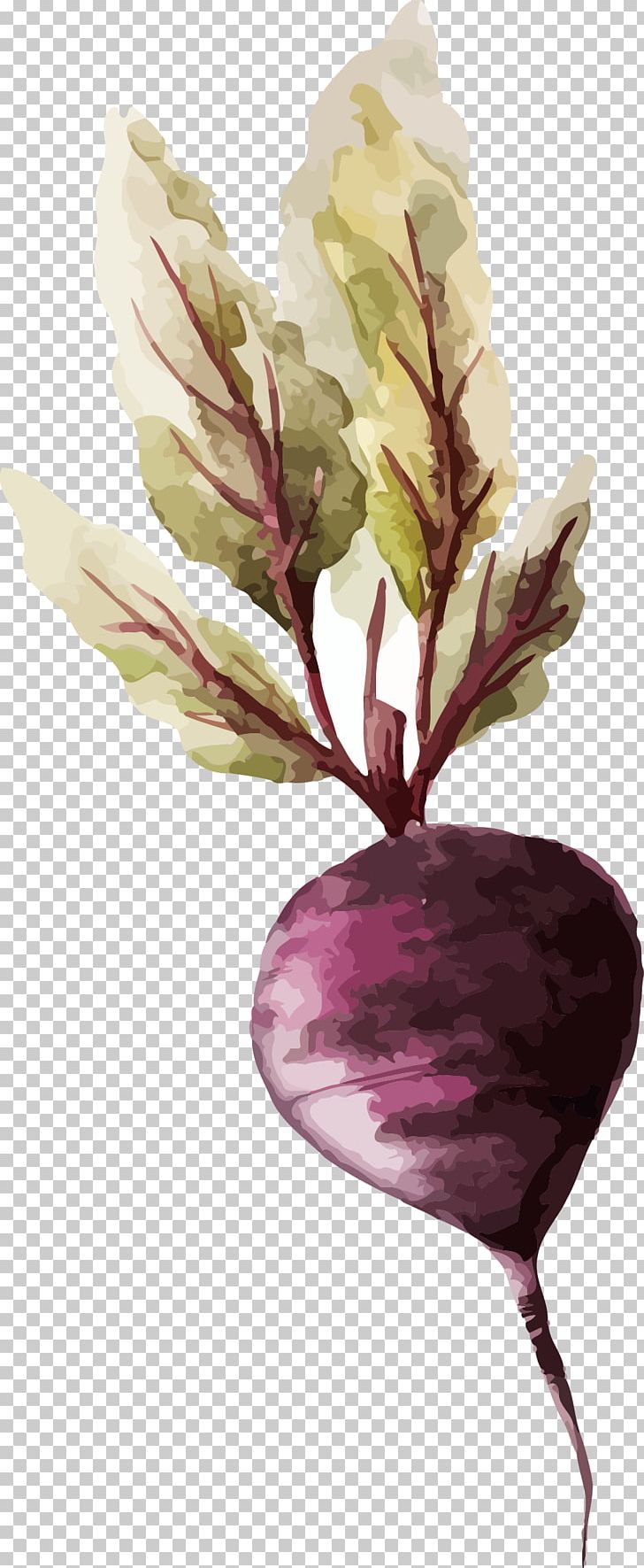 Watercolor Painting Vegetable Drawing Illustration PNG, Clipart, Beetroot, Branch, Bunch Of Carrots, Carrot, Carrot Free PNG Download