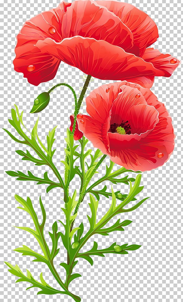 Common Poppy Flower Opium Poppy Remembrance Poppy PNG, Clipart, Annual Plant, Art, Artist, Common Poppy, Coquelicot Free PNG Download