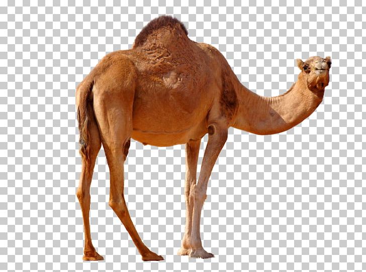 Dromedary Bactrian Camel Desktop PNG, Clipart, Afrika, Arabian Camel, Australian Feral Camel, Bactrian Camel, Camel Free PNG Download