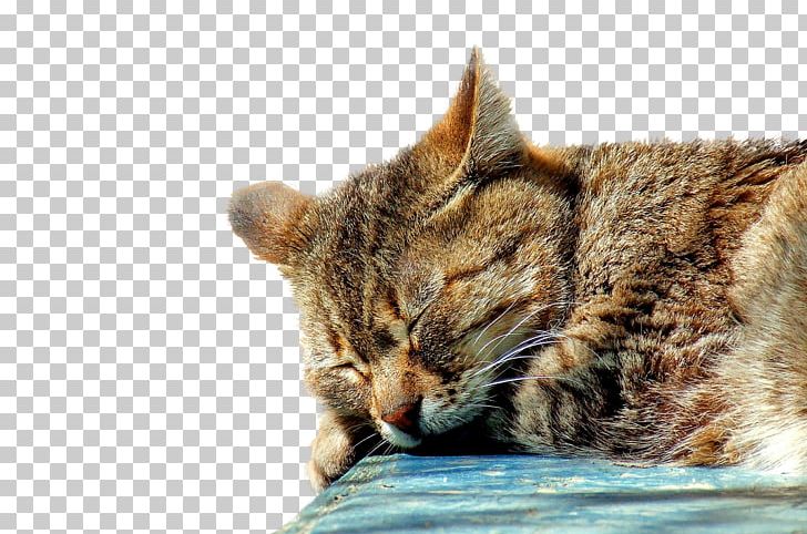 Tabby Cat Kitten Sleep Felidae PNG, Clipart, Animals, California Spangled, Carnivoran, Cat, Cat Like Mammal Free PNG Download