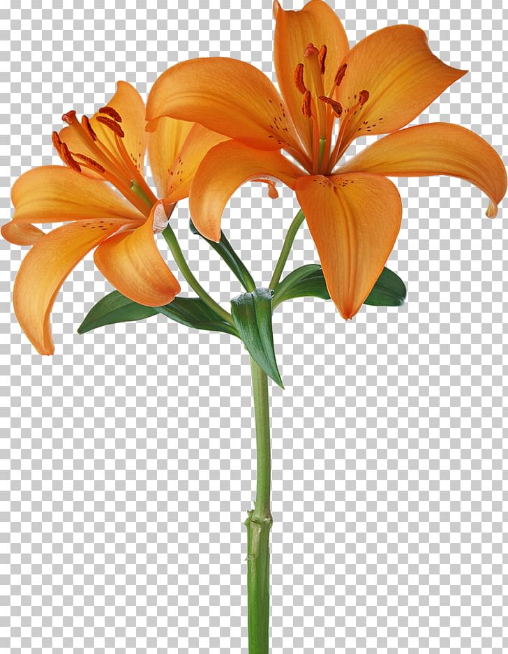 Orange S.A. Flower Stock Photography White PNG, Clipart, Color, Cut Flowers, Floral Design, Floristry, Flower Free PNG Download