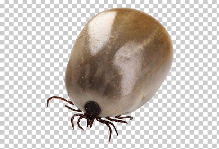 Tick Pest Louse Mosquito Blood PNG, Clipart, Arachnid, Arthropod, Bed Bug, Beetle, Blood Free PNG Download