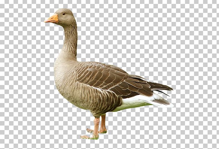 Bird Domestic Goose Duck Greylag Goose PNG, Clipart, Animal, Beak, Bird, Bird Nest, Domestic Animal Free PNG Download