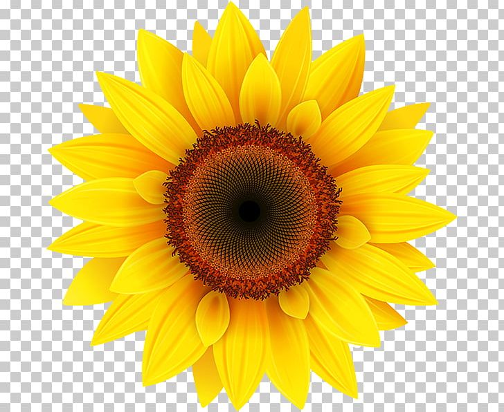 Featured image of post Sunflowers Clipart Wallpaper