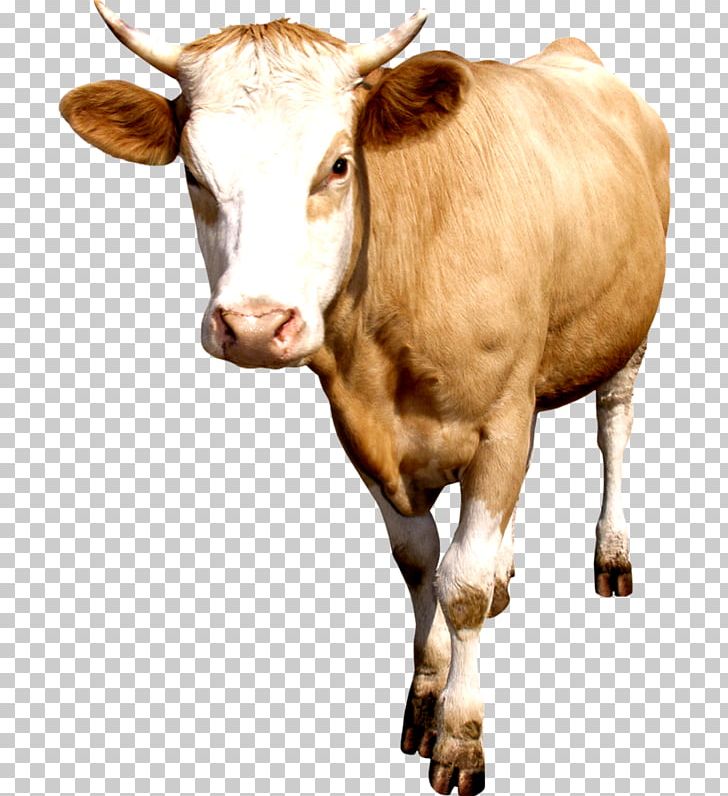 Dairy Cattle Baka Taurine Cattle Calf Meuse-Rhine-Issel PNG, Clipart, Baka, Bull, Calf, Cattle, Cattle Like Mammal Free PNG Download