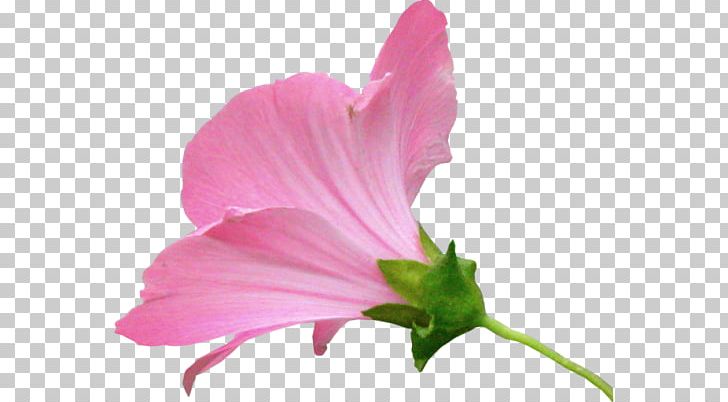Hibiscus Pink M Herbaceous Plant Annual Plant Petal PNG, Clipart, Annual Plant, Closeup, Flower, Flower Illustration, Flowering Plant Free PNG Download