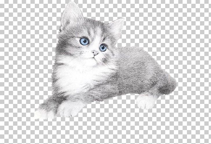 Blog Cat PNG, Clipart, American Wirehair, Black And White, Blog, Carnivoran, Cat Free PNG Download