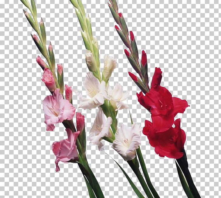 Scarlet Gladiolus Cut Flowers PNG, Clipart, Artificial Flower, Cut Flowers, Floral Design, Floristry, Flower Free PNG Download