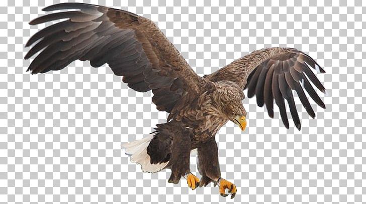 Bird Bald Eagle White-tailed Eagle Golden Eagle PNG, Clipart, Accipitridae, Accipitriformes, Animals, Bald Eagle, Beak Free PNG Download