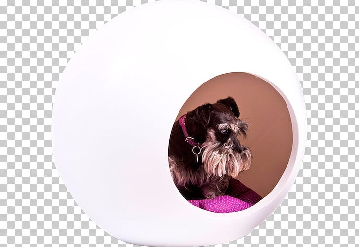 Dog Breed Shih Tzu Puppy Cat Schnoodle PNG, Clipart, Animals, Bed, Carnivoran, Cat, Dog Free PNG Download
