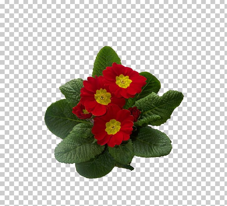 Primrose Cowslip Flowering Plant Portable Network Graphics PNG, Clipart, Annual Plant, Blossom, Cowslip, Digital Image, Flower Free PNG Download