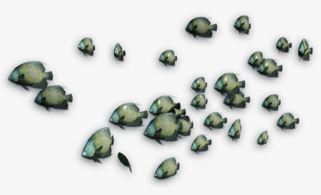 A Group Of Small Fish PNG, Clipart, A Clipart, Animal, Fish, Fish Clipart, Fish Clipart Free PNG Download