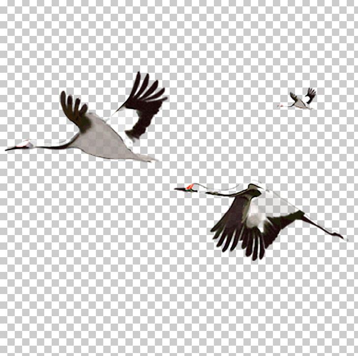 Crane Flight Water Bird PNG, Clipart, Beak, Bird, Crane, Download, Ducks Geese And Swans Free PNG Download