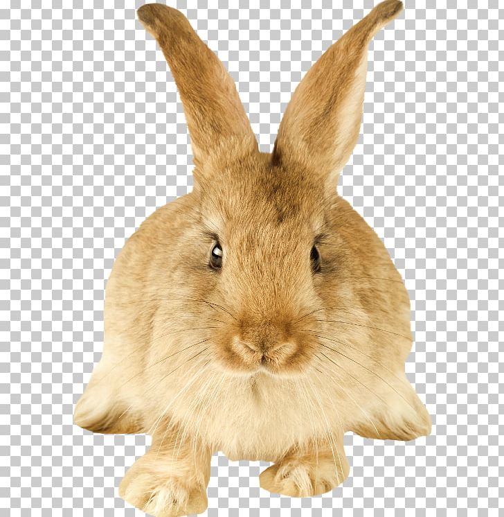 Domestic Rabbit Hare Dutch Rabbit Rodent PNG, Clipart, Animals, Bugs Bunny, Desktop Wallpaper, Domestic Rabbit, Dutch Rabbit Free PNG Download