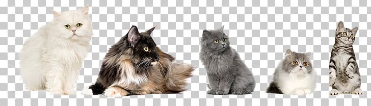 Maine Coon Kitten Whiskers Raccoon Fur PNG, Clipart, Animal, Animal Figure, Beak, Carnivoran, Cat Free PNG Download