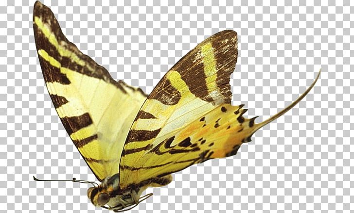 Pieridae Butterfly Lycaenidae Moth PNG, Clipart, Arthropod, Brush Footed Butterfly, Butterflies And Moths, Butterfly, Color Free PNG Download