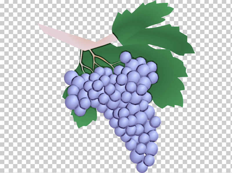 Grape Grape Leaves Grapevine Family Seedless Fruit Vitis PNG, Clipart, Berry, Fruit, Grape, Grape Leaves, Grapevine Family Free PNG Download