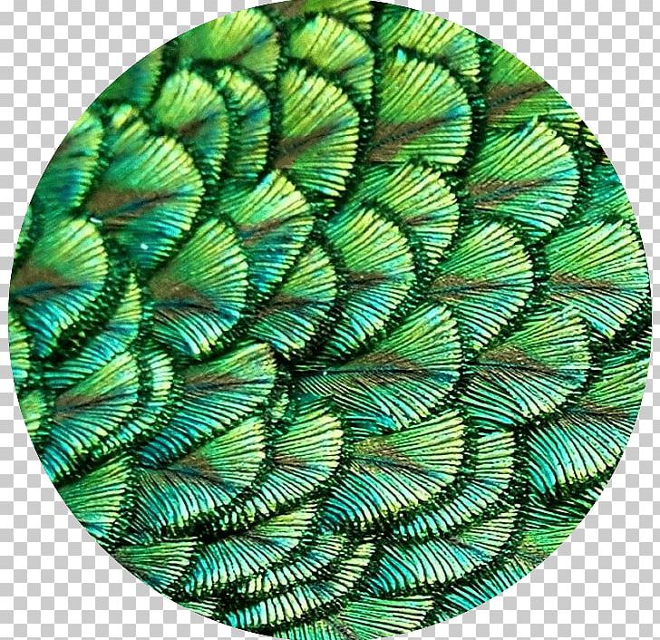 The Fractal Geometry Of Nature Patterns In Nature Nature Story Mathematics PNG, Clipart, Benoit Mandelbrot, Chaos Theory, Complexity, Feather, Fractal Free PNG Download