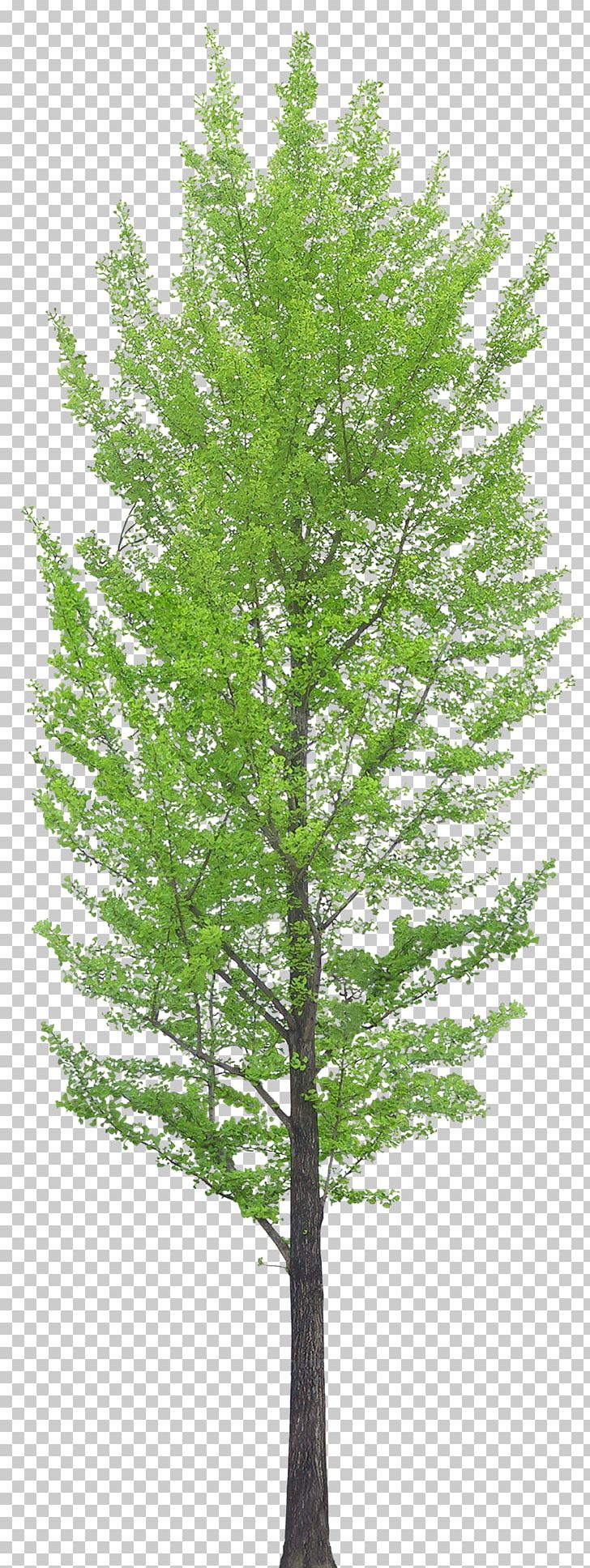 Tree PNG, Clipart, Biome, Branch, Clip Art, Computer Icons, Conifer Free PNG Download