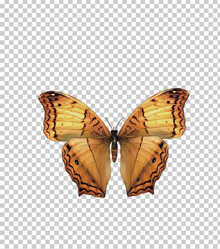 Monarch Butterfly PNG, Clipart, Animation, Arthropod, Beautiful, Blue Butterfly, Brush Footed Butterfly Free PNG Download