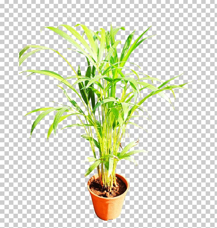 Palm Trees Plants Houseplant Grasses Terrestrial Plant PNG, Clipart, Animal, Arecales, Beautiful, Flowerpot, Grass Free PNG Download