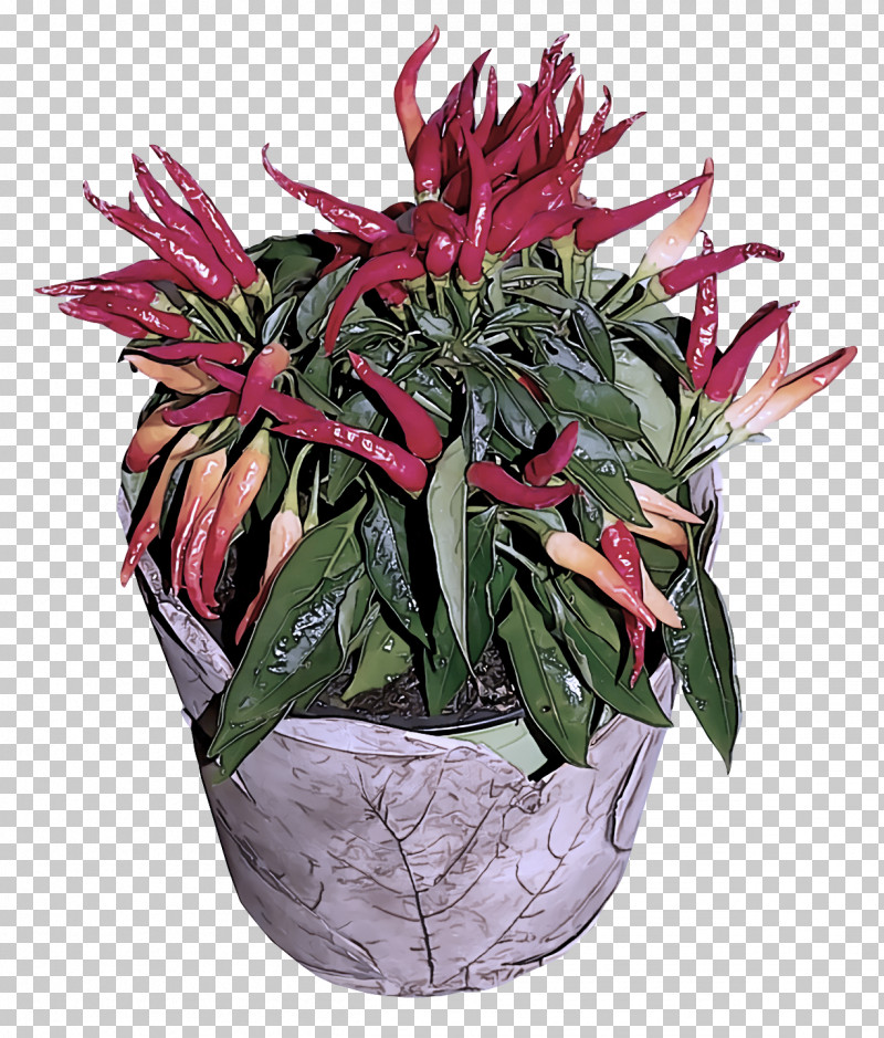 Cut Flowers Flowerpot Houseplant Peppers Bell Pepper PNG, Clipart, Bell Pepper, Cut Flowers, Flower, Flowerpot, Houseplant Free PNG Download